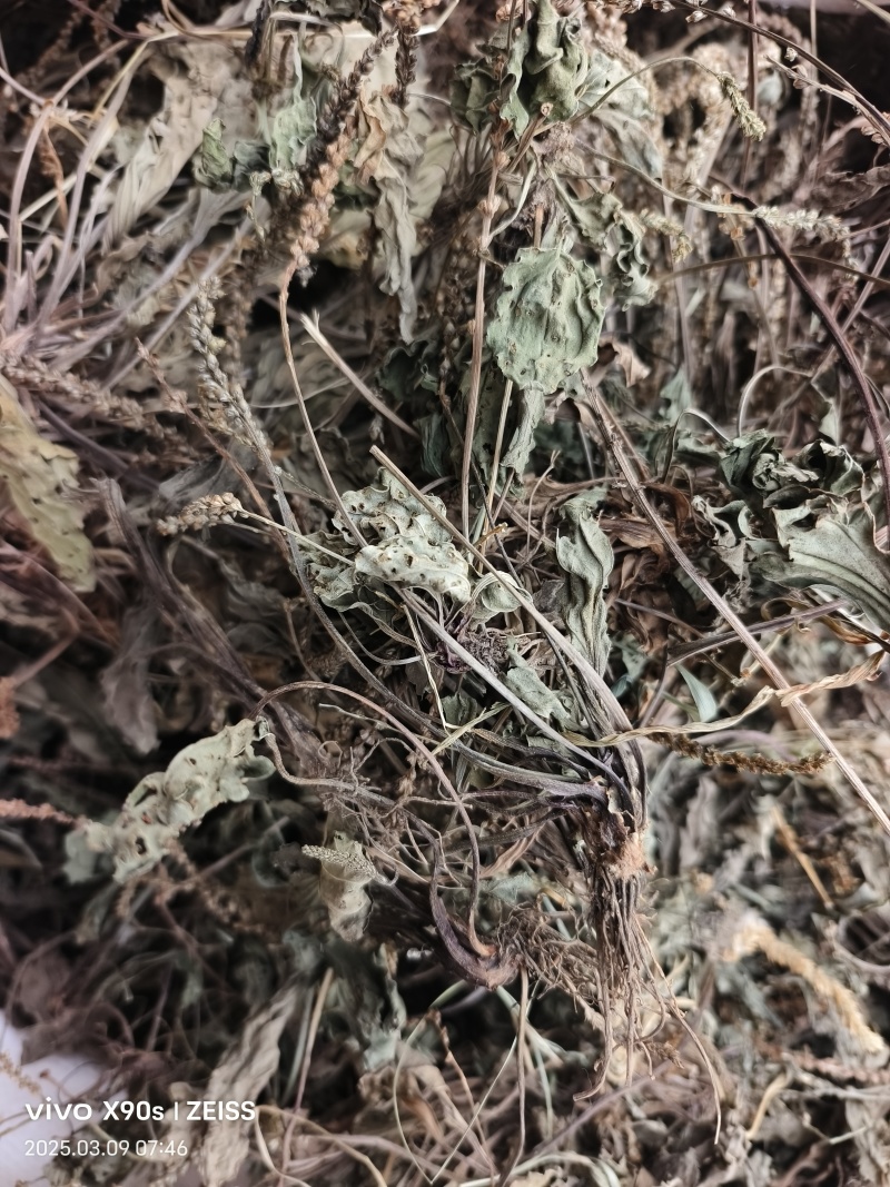 车前草，整株，当年新货，自然晒干，无任何添加。
