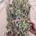 车前草，整株，当年新货，自然晒干，无任何添加。