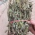 车前草，整株，当年新货，自然晒干，无任何添加。