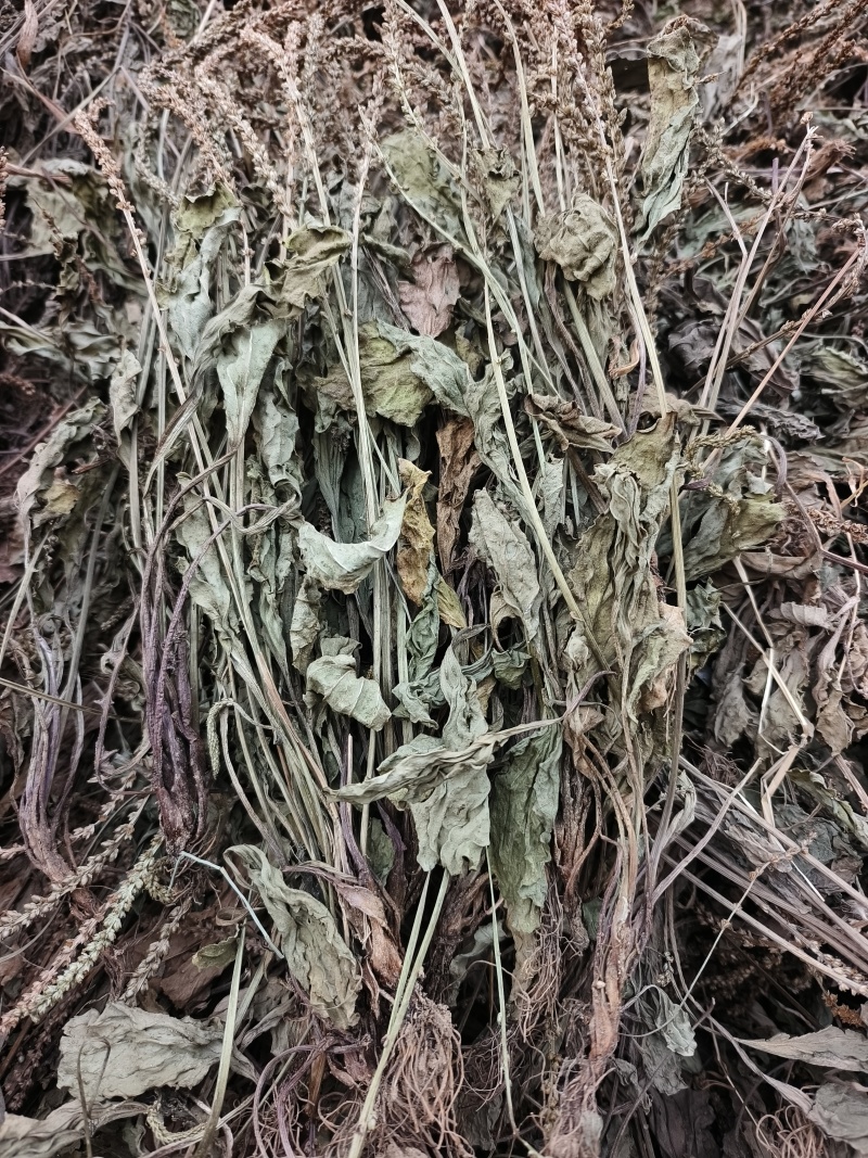 车前草，整株，当年新货，自然晒干，无任何添加。