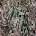 车前草，整株，当年新货，自然晒干，无任何添加。