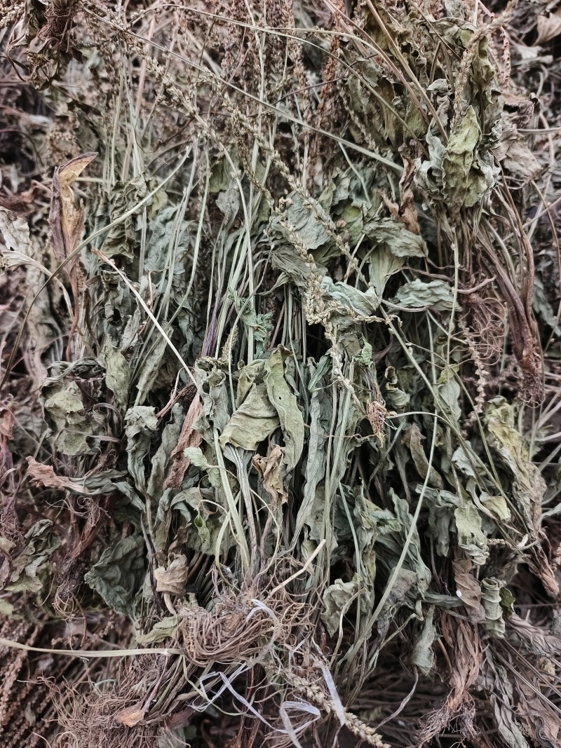车前草，整株，当年新货，自然晒干，无任何添加。