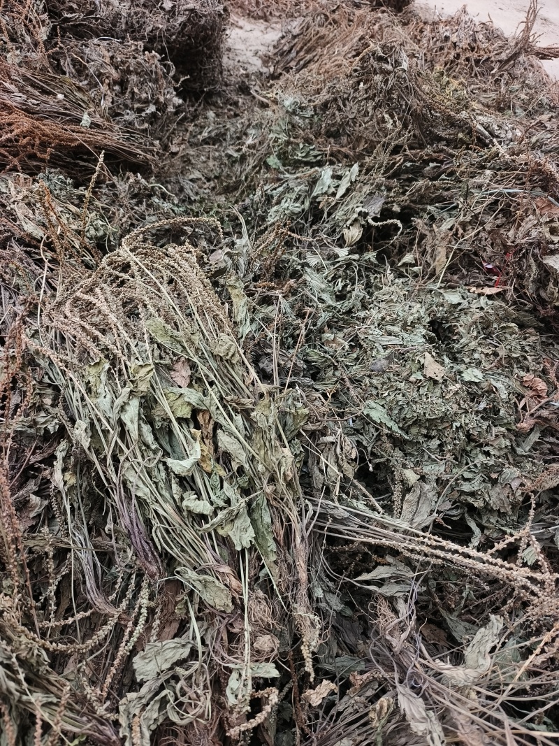车前草，整株，当年新货，自然晒干，无任何添加。