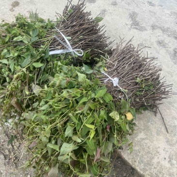 高含量何首乌苗，带菊花纹路，一手货源，包回收。