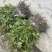 高含量何首乌苗，带菊花纹路，一手货源，包回收。