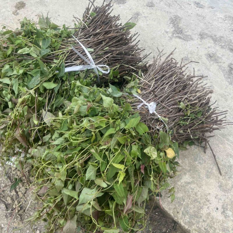 高含量何首乌苗，带菊花纹路，一手货源，包回收。