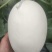 博洋甜瓜，博洋9号，品种齐全，商超对接，电商供货，