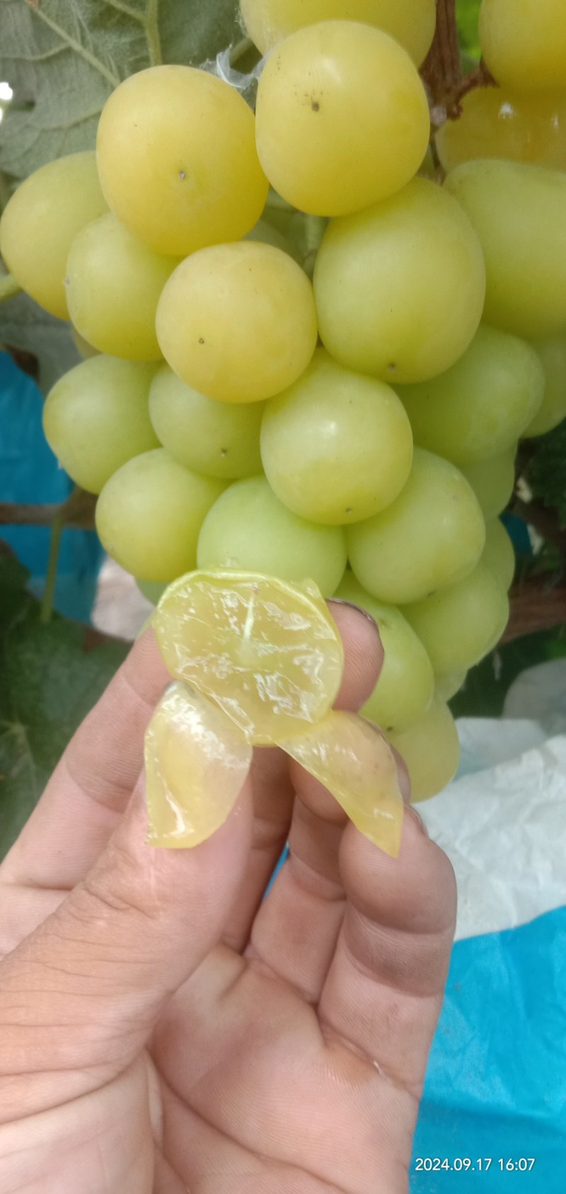 专业的梳果团队，专梳阳光玫瑰,夏黑,巨峰等各种葡萄，有需