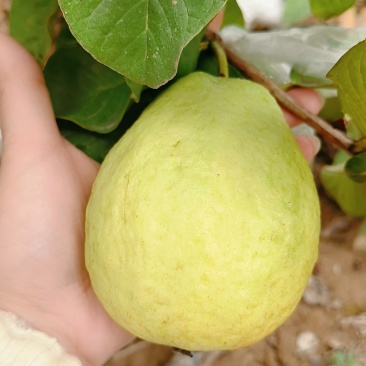 广州产区A级番石榴＃脆甜多汁＃新鲜采摘
