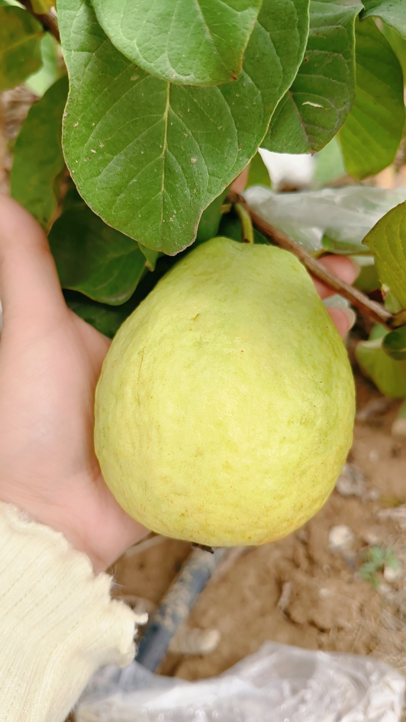 广州产区A级番石榴＃脆甜多汁＃新鲜采摘