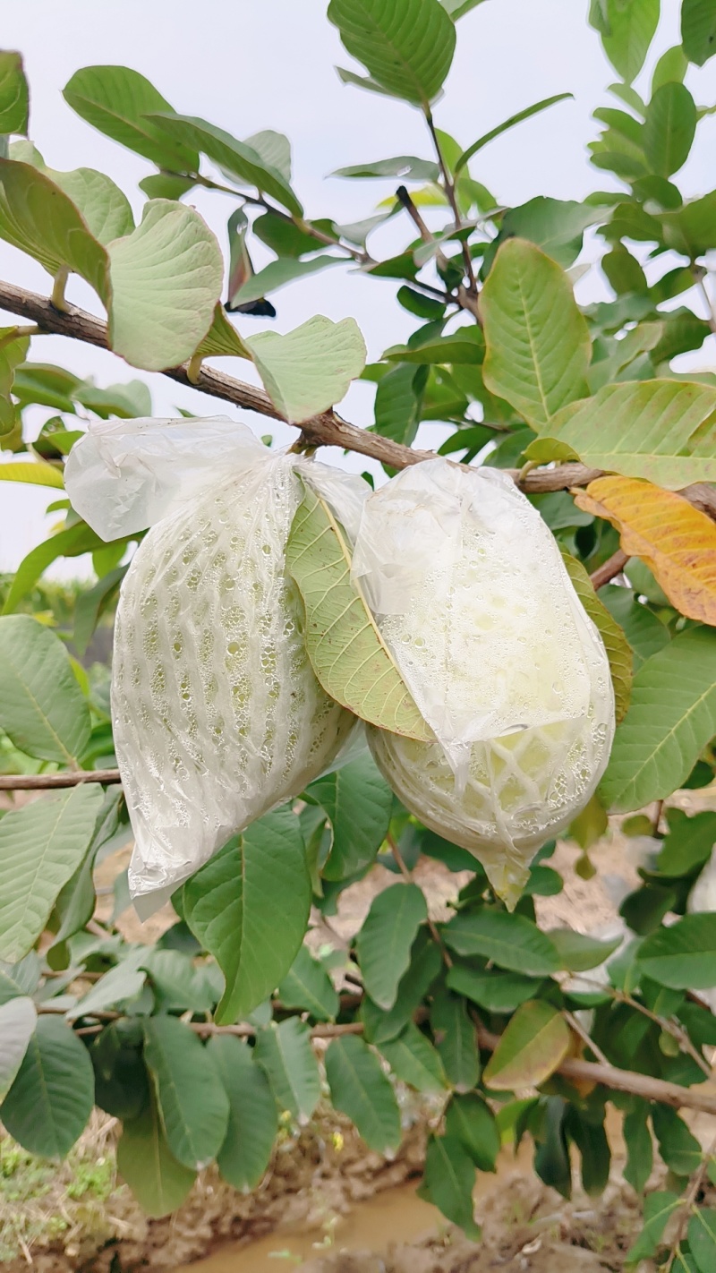 广州产区A级番石榴＃脆甜多汁＃新鲜采摘