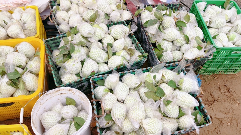 广州产区A级番石榴＃脆甜多汁＃新鲜采摘