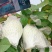 广州产区A级番石榴＃脆甜多汁＃新鲜采摘