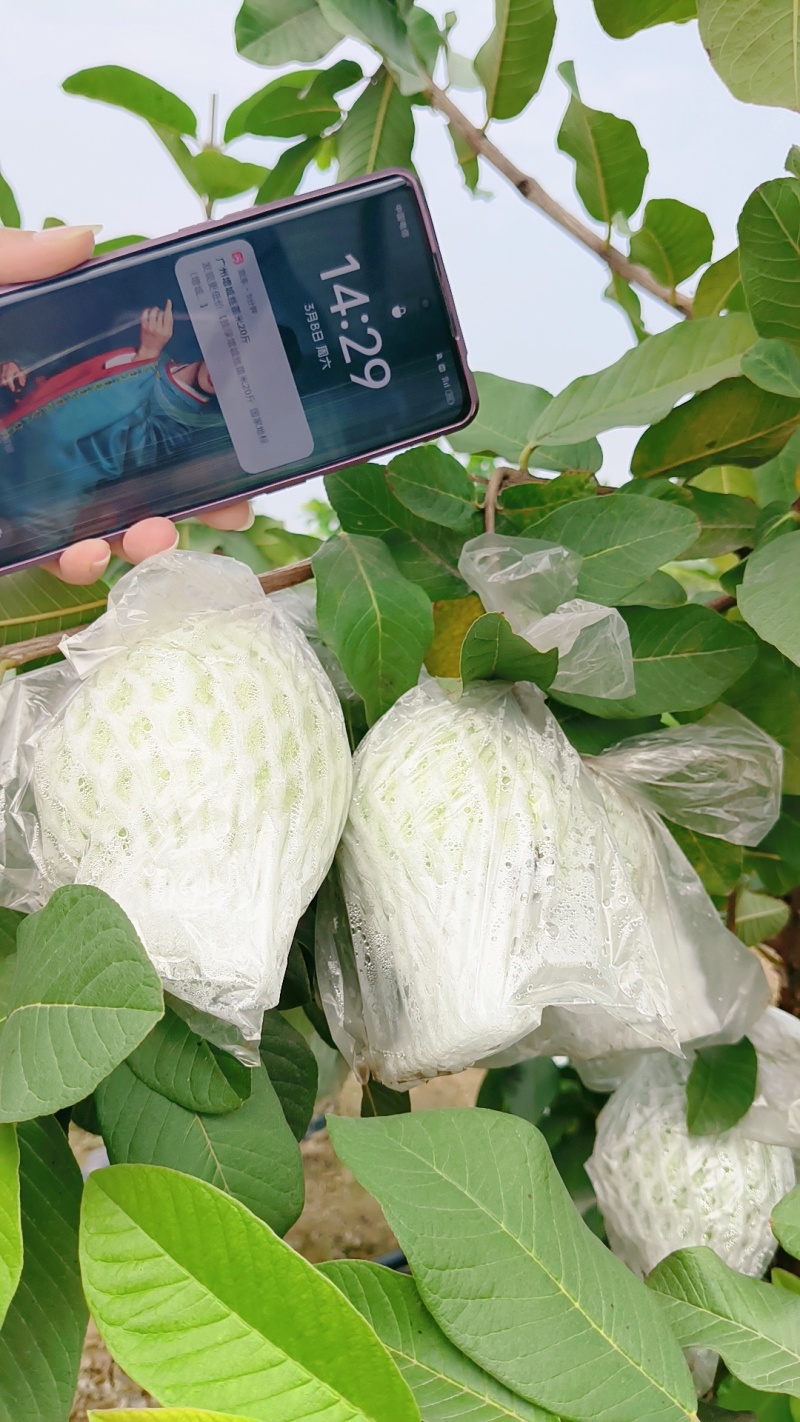 广州产区A级番石榴＃脆甜多汁＃新鲜采摘