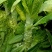 尖叶莴笋大量供应