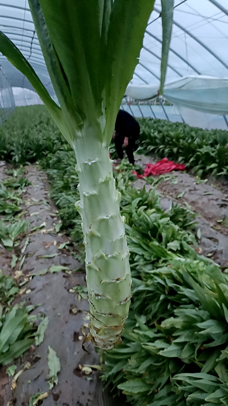 尖叶莴笋大量供应