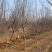 8公分彩叶豆梨清地处理，10公分彩叶豆梨，大量现货处理