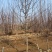 8公分彩叶豆梨清地处理，10公分彩叶豆梨，大量现货处理