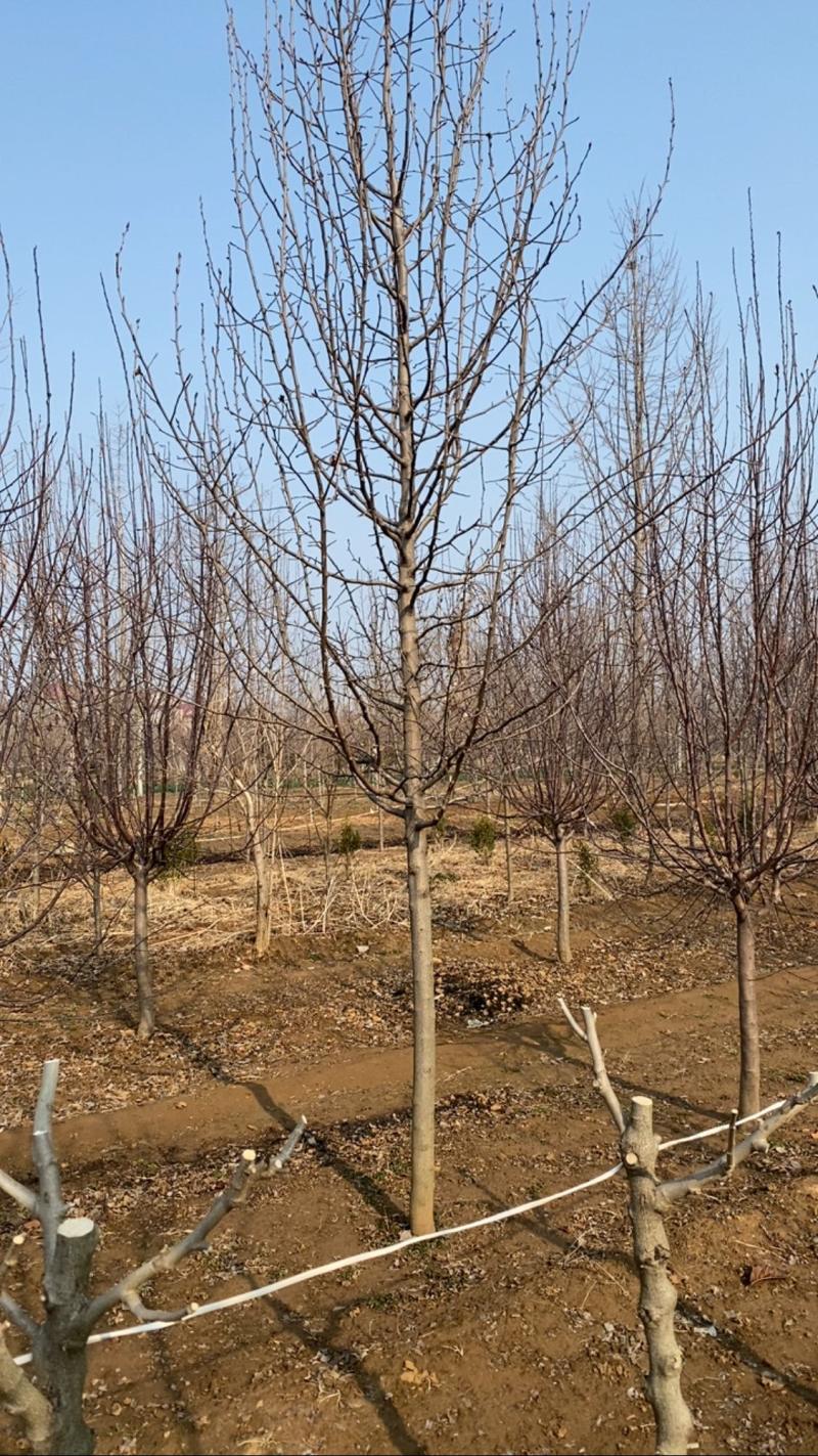 8公分彩叶豆梨清地处理，10公分彩叶豆梨，大量现货处理