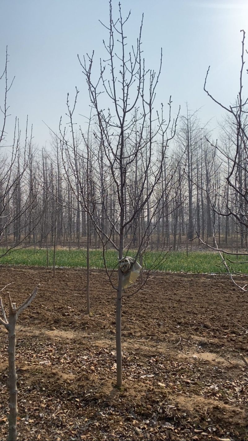 8公分彩叶豆梨清地处理，10公分彩叶豆梨，大量现货处理