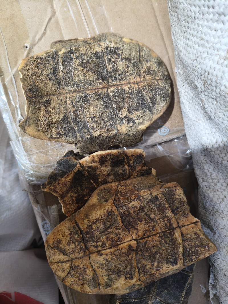 龟板汉龟板无肉货干批发零售各种规格中药材