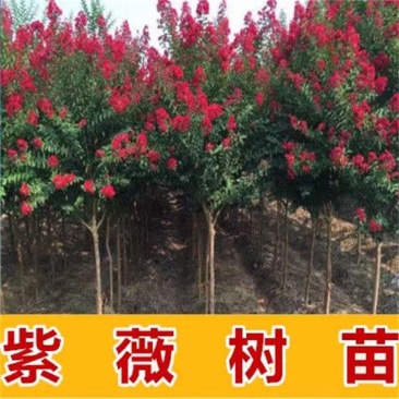 美国红火箭紫薇庭院绿化彩色苗木大花红花