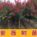美国红火箭紫薇庭院绿化彩色苗木大花红花