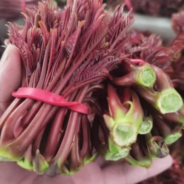 春芽