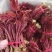 春芽
