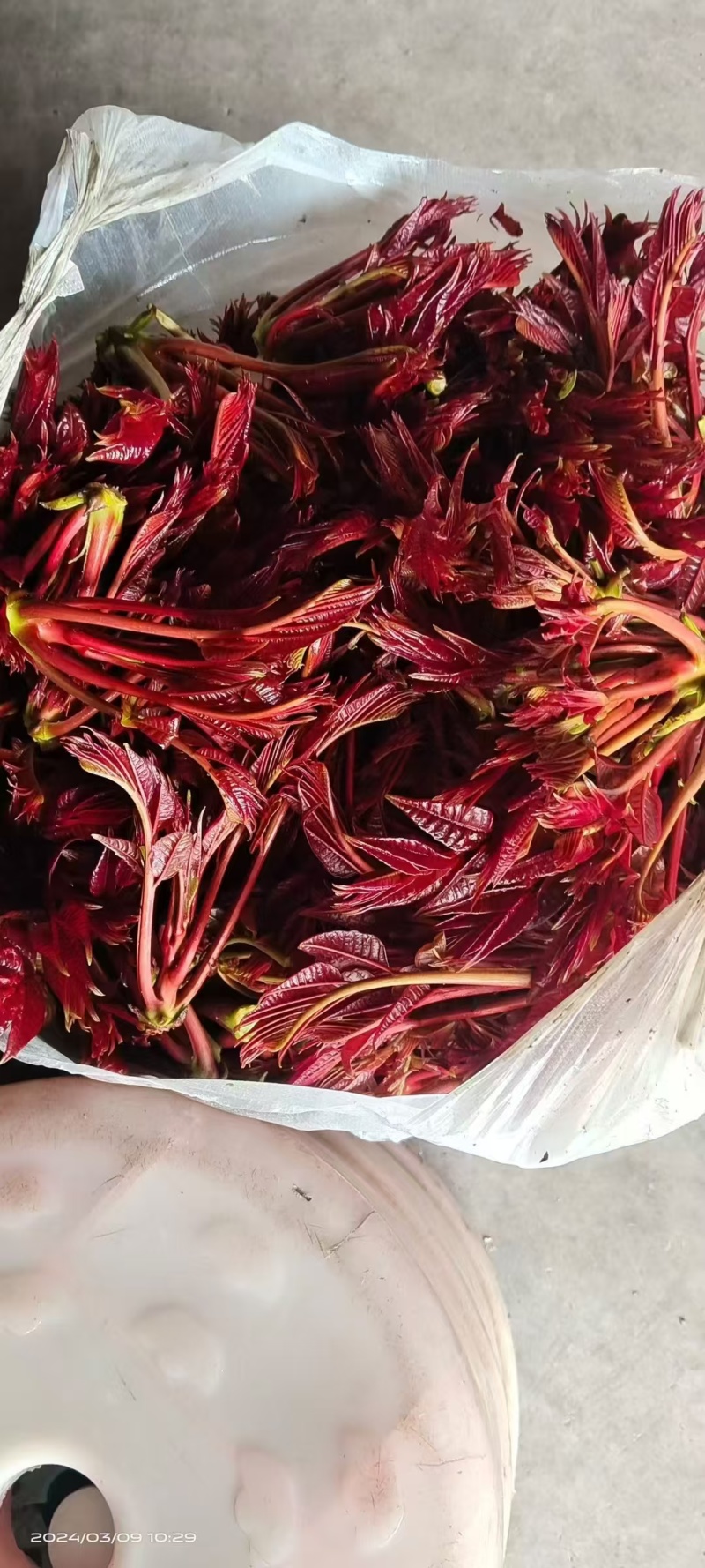 春芽