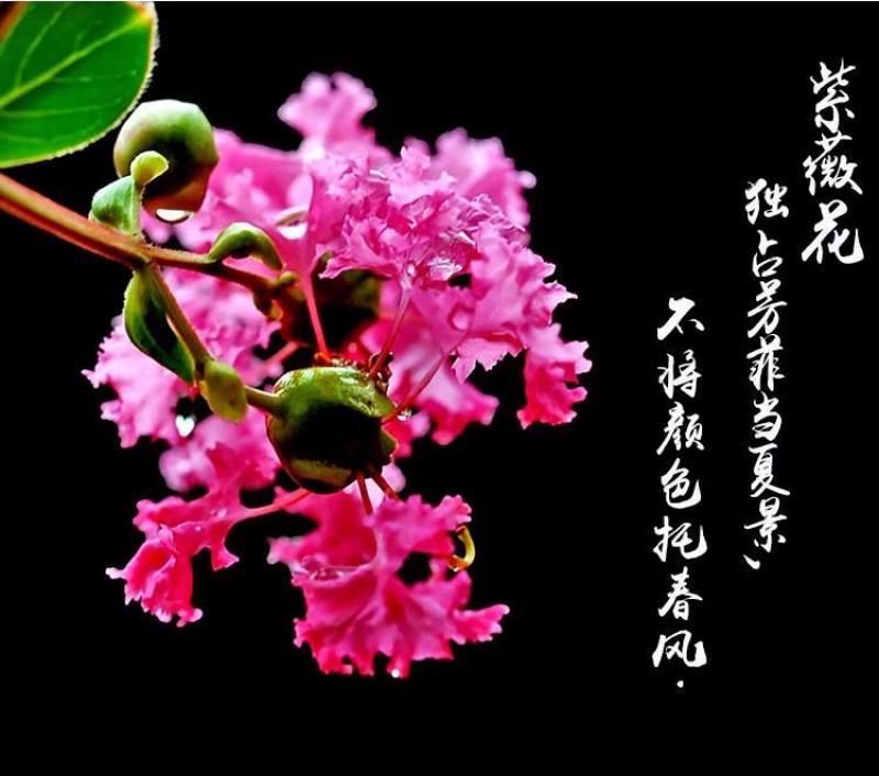 美国红火箭紫薇庭院绿化彩色苗木大花红花