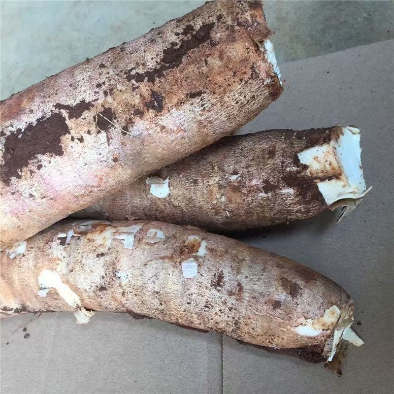 正宗广西特产面包水果木薯白心板栗木薯新鲜发货番薯五谷杂粮
