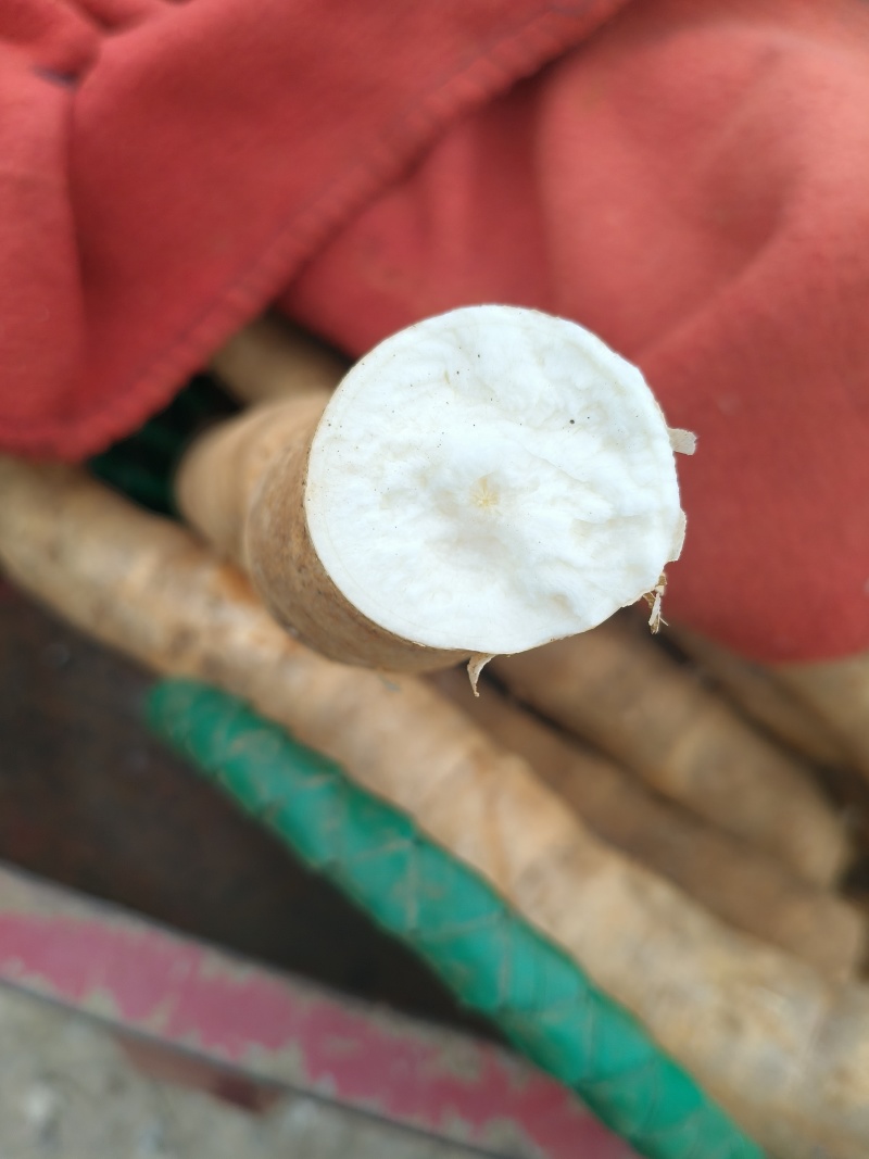 正宗广西特产面包水果木薯白心板栗木薯新鲜发货番薯五谷杂粮