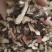 【猪苓】猪苓片新货无硫正品猪屎苓