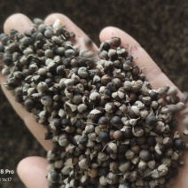 【蔓荆子】江西蔓荆子实物拍摄量大从优