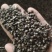 【蔓荆子】江西蔓荆子实物拍摄量大从优