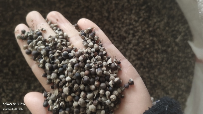 【蔓荆子】江西蔓荆子实物拍摄量大从优