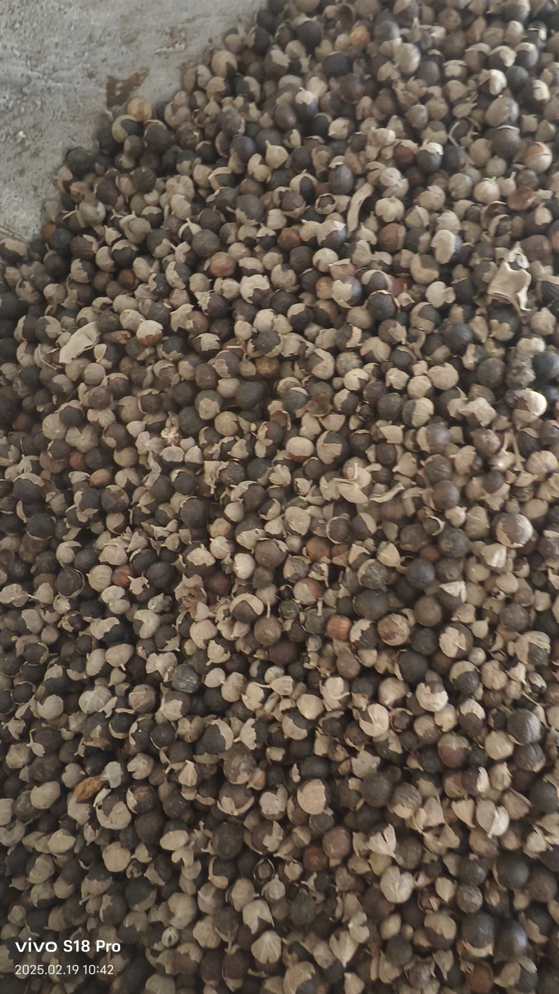 【蔓荆子】江西蔓荆子实物拍摄量大从优