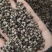 【蔓荆子】江西蔓荆子实物拍摄量大从优