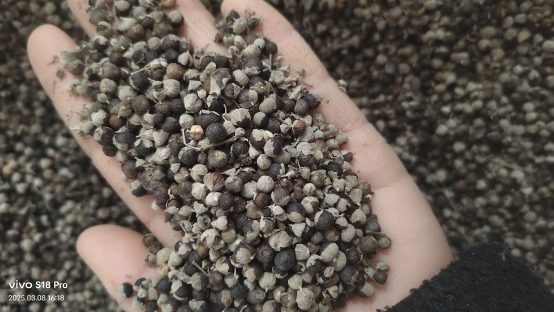 【蔓荆子】江西蔓荆子实物拍摄量大从优