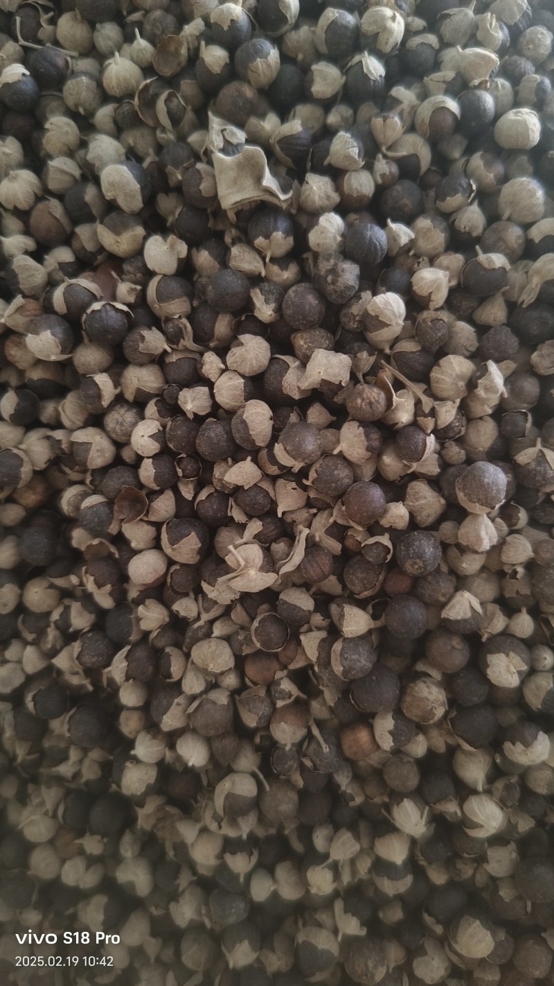 【蔓荆子】江西蔓荆子实物拍摄量大从优