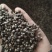【蔓荆子】江西蔓荆子实物拍摄量大从优