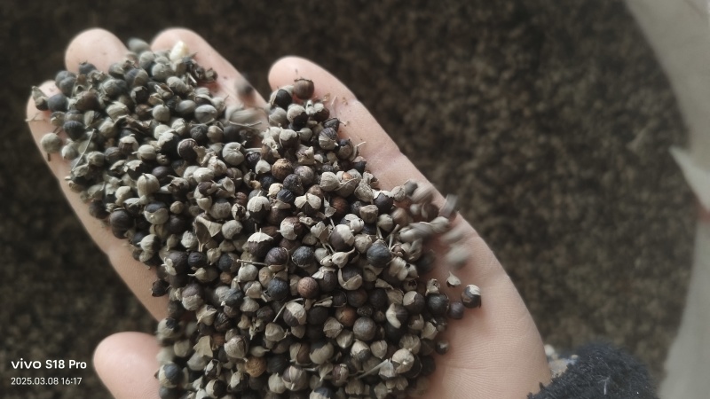 【蔓荆子】江西蔓荆子实物拍摄量大从优