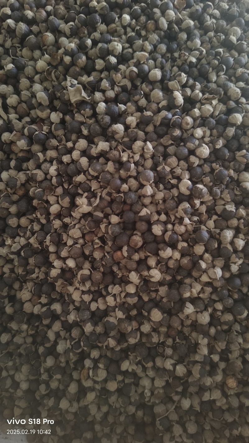 【蔓荆子】江西蔓荆子实物拍摄量大从优