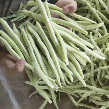 山东菏泽优质白豆，白不老大量供应诚信经营欢迎选购