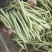 山东菏泽优质白豆，白不老大量供应诚信经营欢迎选购
