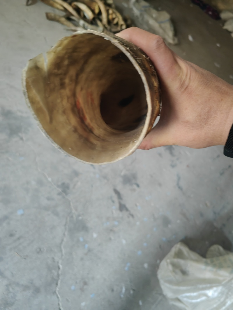 进口牛角