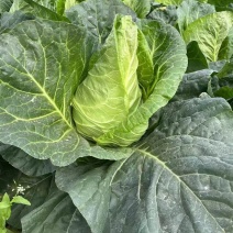 牛心甘蓝