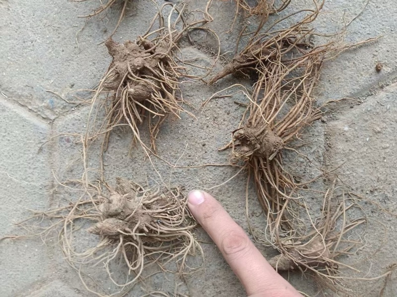 朱砂点北仓术种苗二年苗