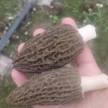 七妹羊肚菌鲜货